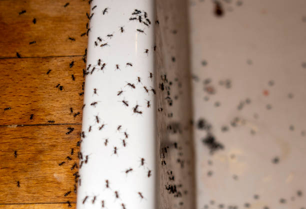Wasp Removal Services in Muniz, TX